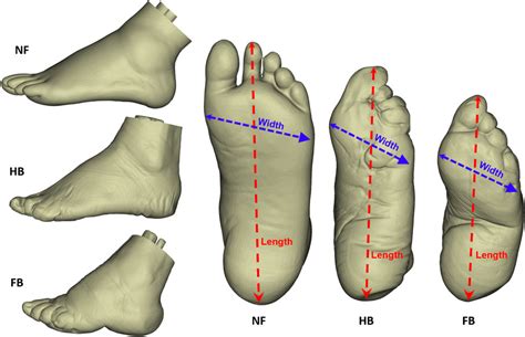 Table 1: Comparison of Lanzi Feet with Other Foot Binding Practices