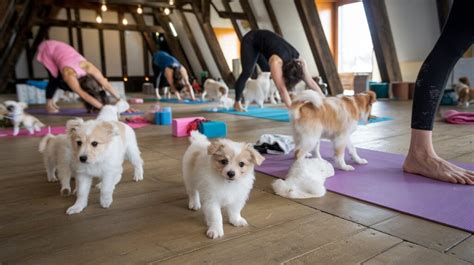 Table 1: Comparison of Puppy Yoga and Animal Rescue