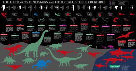 Table 1: Dinosaur Tooth Size Comparison