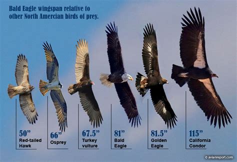 Table 1: Eagle Species and Wingspans