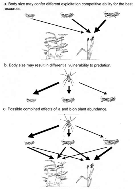 Table 1: Effect of Lizard Predation on Grasshopper Abundance