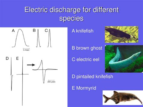 Table 1: Electroreception Statistics in Electroc Crabs