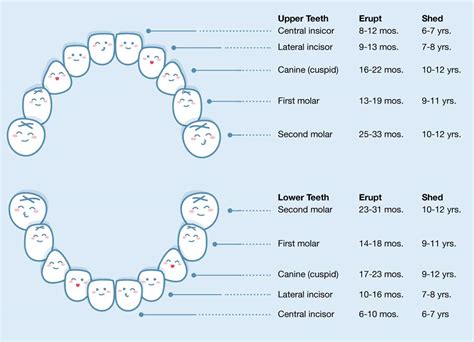 Table 1: Eruption Schedule of Baby Teeth