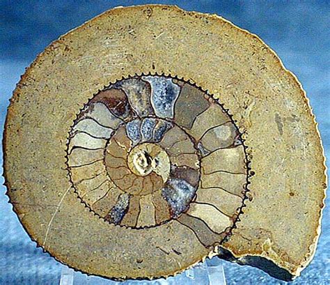 Table 1: Estimated Abundance of Ammonites in Earth's History