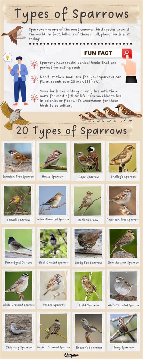 Table 1: Examples of Sparrowism in Action