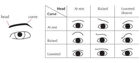 Table 1: Eyebrow Movements and Their Meanings