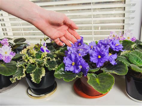 Table 1: Fertilizing Schedule for African Violets