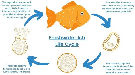 Table 1: Fish Ich Life Cycle