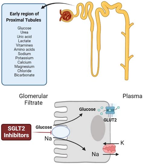 Table 1: Glukkon Control Mechanisms