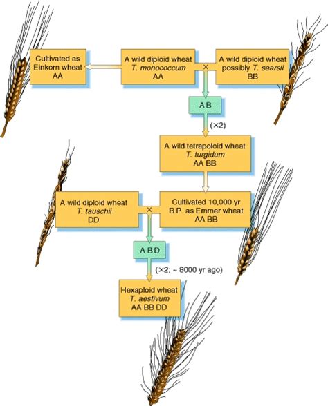 Table 1: Historical Evolution of the Bushel