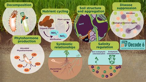 Table 1: Impact of Fermentation Liquid on Soil Microbiology