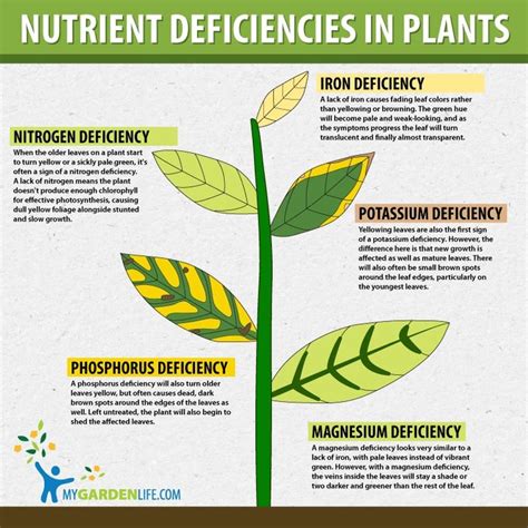 Table 1: Iron Deficiency Symptoms in Common Crops