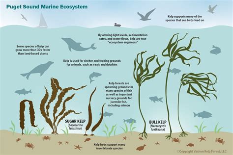 Table 1: Kelp Forest Flora