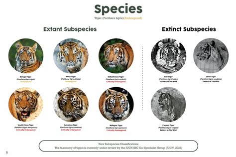 Table 1: Key Characteristics of Tiger Subspecies