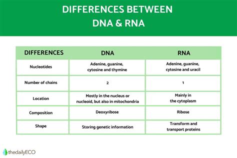 Table 1: Key Differences Between A.A. and A.S.