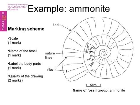 Table 1: Key Features of Ammonites