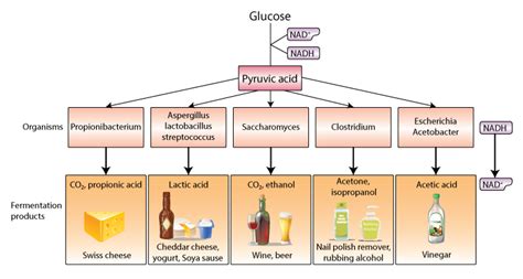 Table 1: Key Products of Fermentation