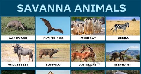 Table 1: Key Wildlife Species in the Savanna Bloom