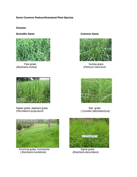 Table 1: Nutrient Content of Common Pasture Grasses