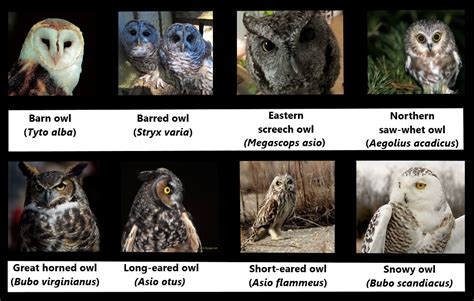 Table 1: Owl Species and Abilities