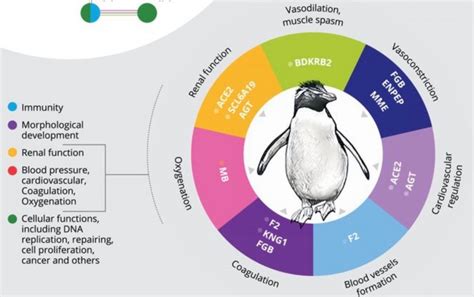 Table 1: Penguin Origins and Characteristics