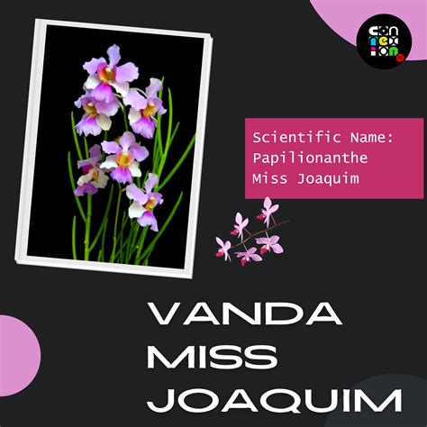 Table 1: Physical Characteristics of the Vanda Miss Joaquim