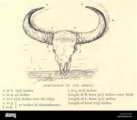 Table 1: Physical Properties of Bison Horns