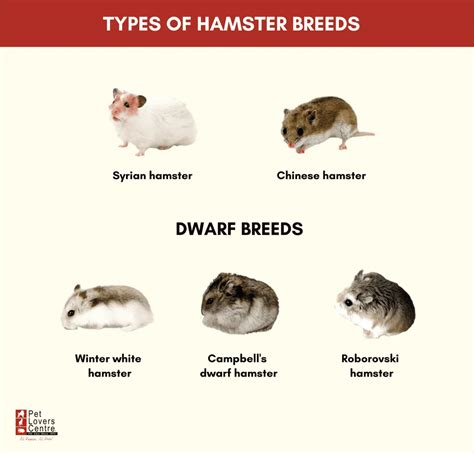 Table 1: Popular Hamster Breeds and Their Characteristics