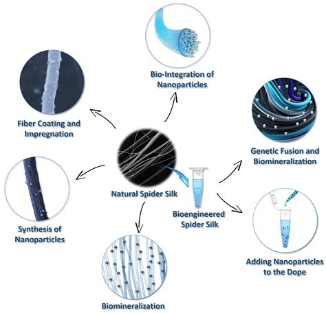 Table 1: Potential Applications of Spider Silk in Materials Science