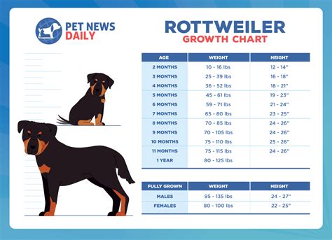 Table 1: Rottweiler Dog T-Shirt Sizes