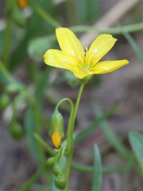 Table 1: Spring Wildflower Hotspots in New Jersey