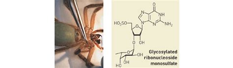 Table 1: Squid Venom: A Potential Medical Treasure Trove