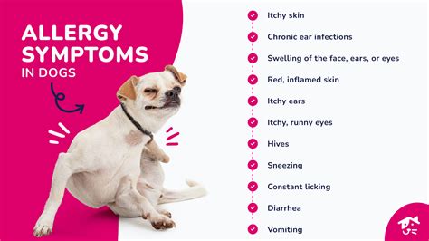 Table 1: Symptoms of Dental Allergies in Dogs