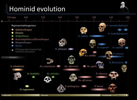 Table 1: Timeline of Hominid Evolution