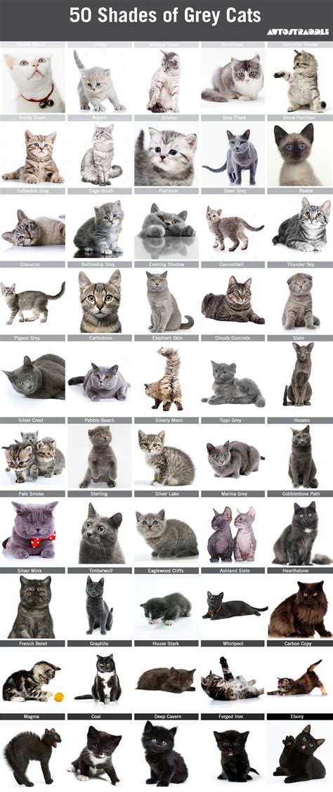 Table 1: Types of Grey Cats