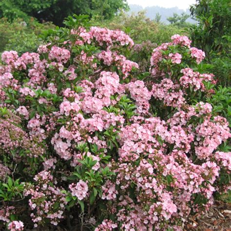 Table 1: Wildlife Utilization of Carol Mountain Laurel