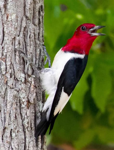 Table 1: Woodpecker Species Found in North America