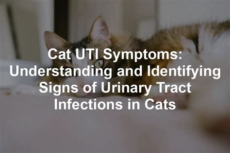 Table 1. Symptoms of Cat UTI