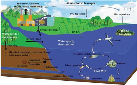 Table 1. The impact of fertilizer pollution on aquatic ecosystems