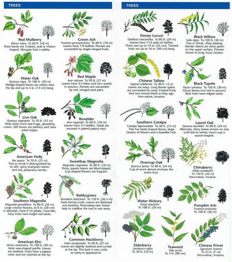 Table 1. Tree Species in the Woodlands of Minnetonka