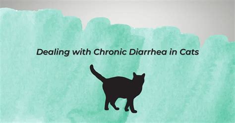 Tackling Chronic Diarrhea in Cats: A Comprehensive Guide to Help Your Feline Friend