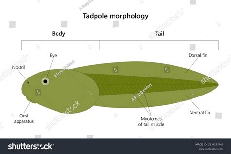 Tadpole& PDF