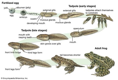 Tadpoles Eggs: A Comprehensive Guide to Their Fascinating Development