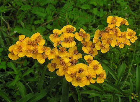 Tagetes lucida