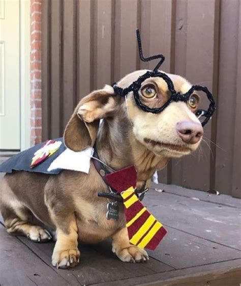 Tailoring Your Costume to Your Dachshund's Personality