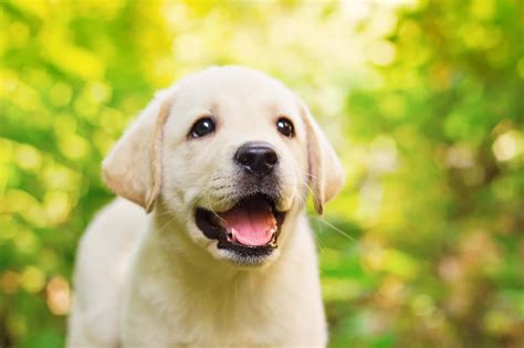 Taking Care of a Puppy: The Ultimate 23-Step Guide for New Pet Parents