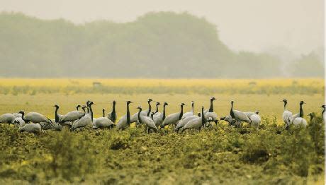 Tal Chhapar Sanctuary: A Haven of Tranquility and Biodiversity