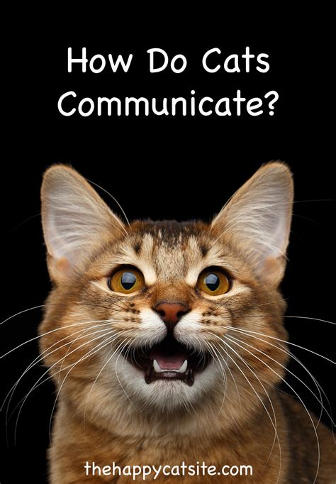 Talking Cats: A Comprehensive Guide to Feline Communication