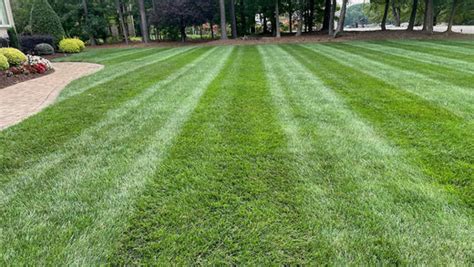 Tall Fescue Fertilizer: The Ultimate Guide to Greener, Healthier Lawns