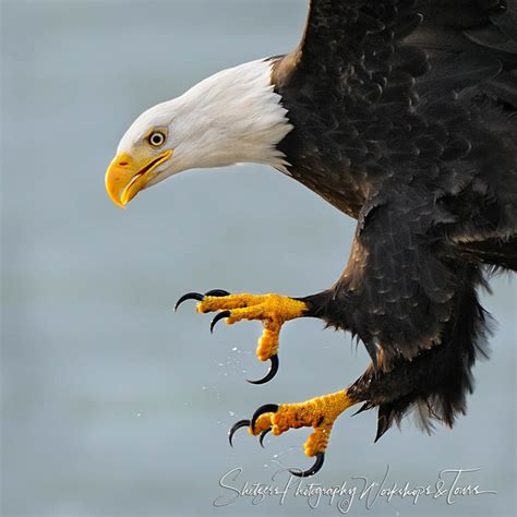 Talons of Eagles Doc
